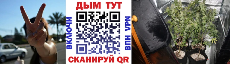 Конопля Amnesia Мурино